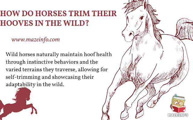 How do horses trim their hooves in the wild?