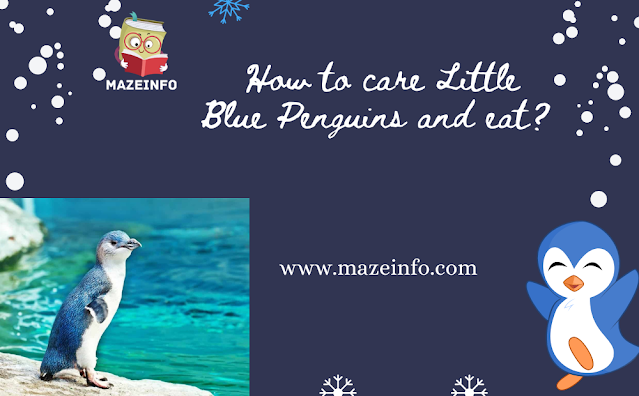 How to care little blue penguins and eat?