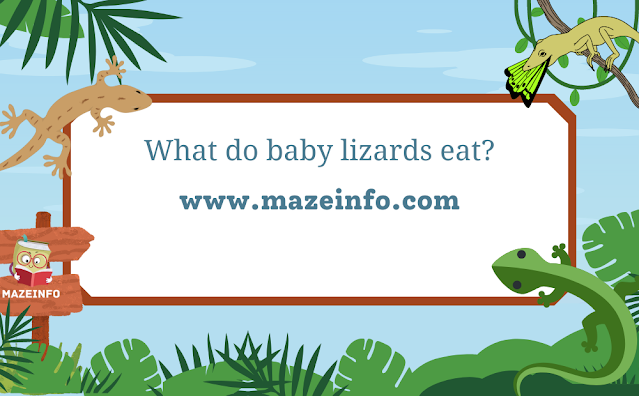 What do baby lizards eat?