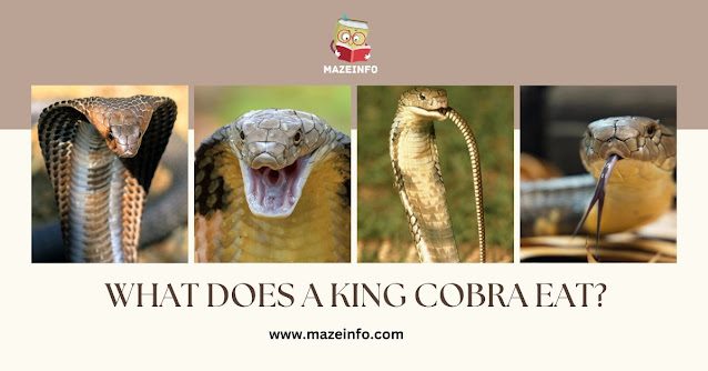What does a king cobra eat?