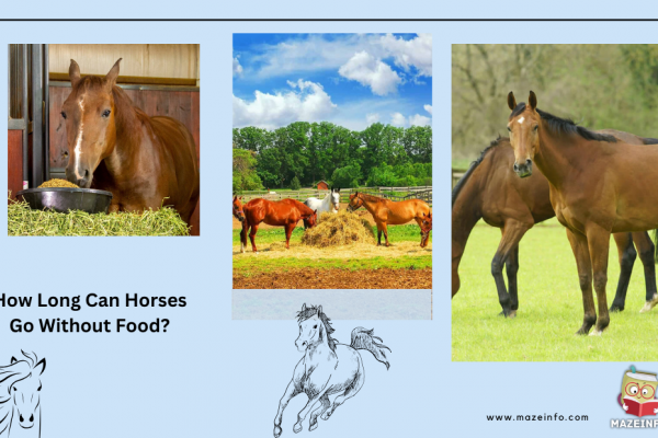How long can horses go without food?