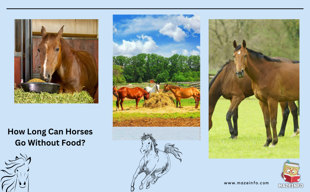 How long can horses go without food?