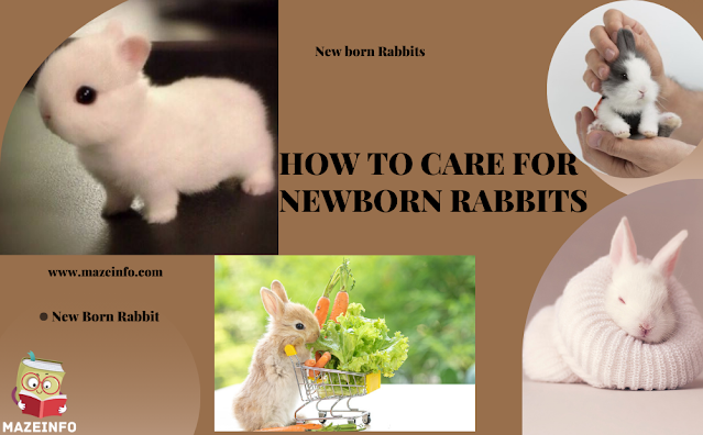 How to care for newborn rabbits?