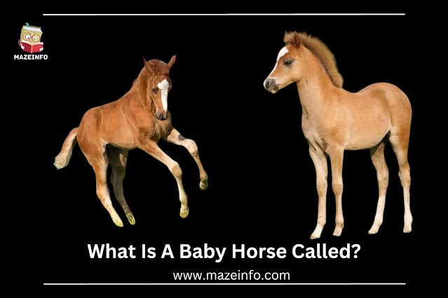 What is a baby horse called?