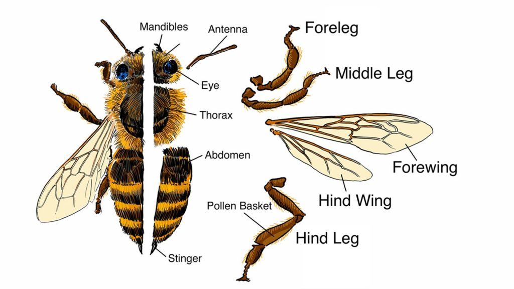 Bee anatomy and structure