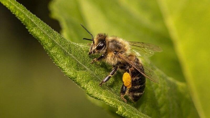 Factors influencing bee weight