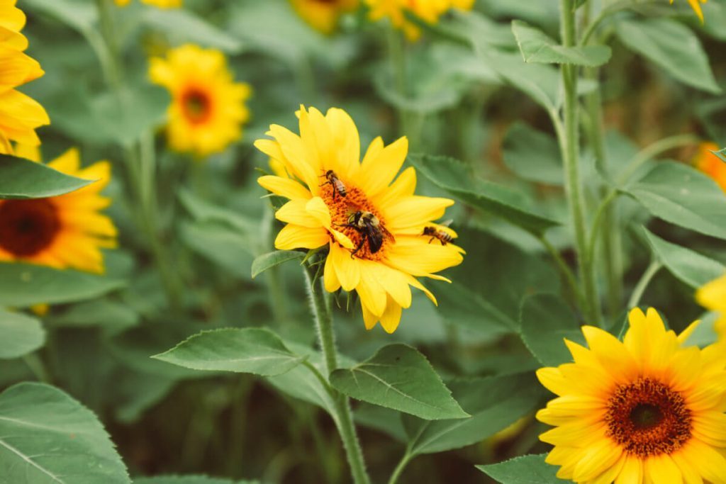 Plant bee-friendly gardens