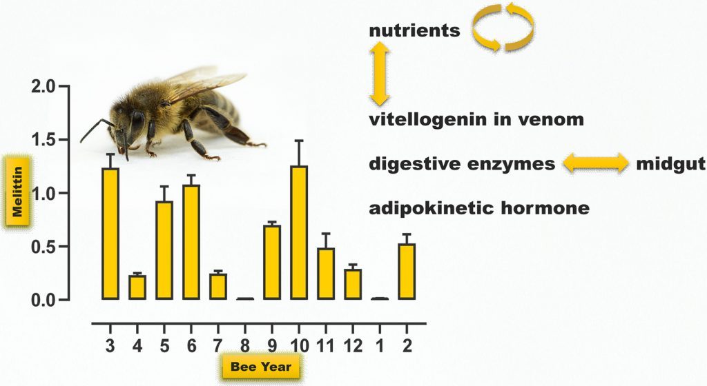 Weight discrepancies among bee species
