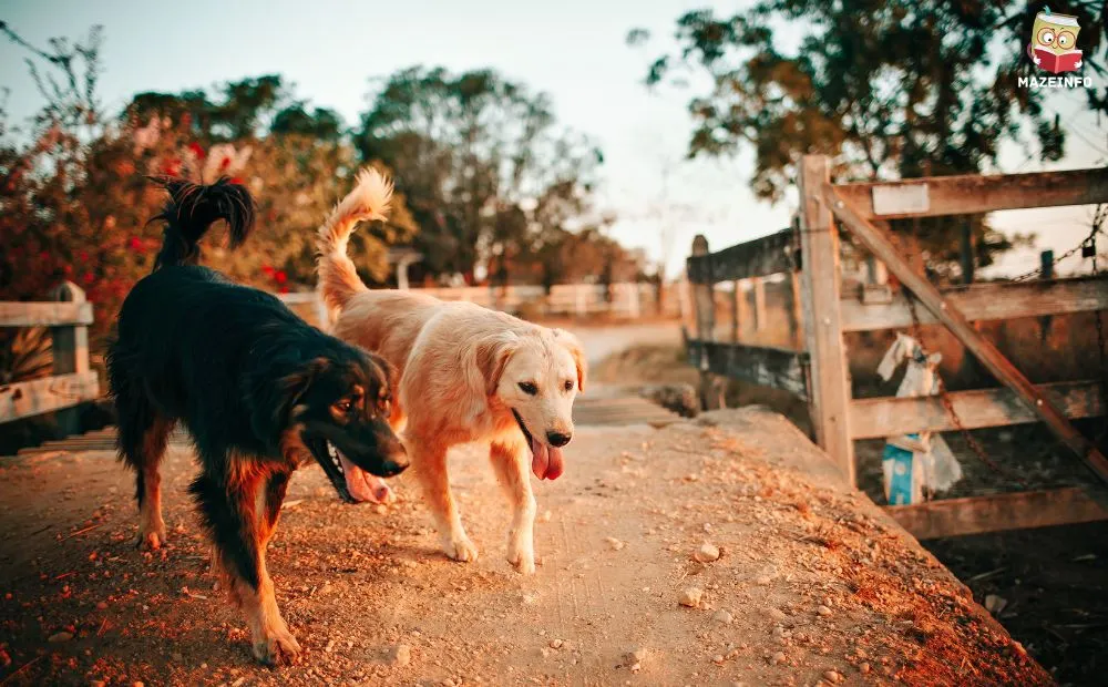 Dogs: Superior Sense of Sound