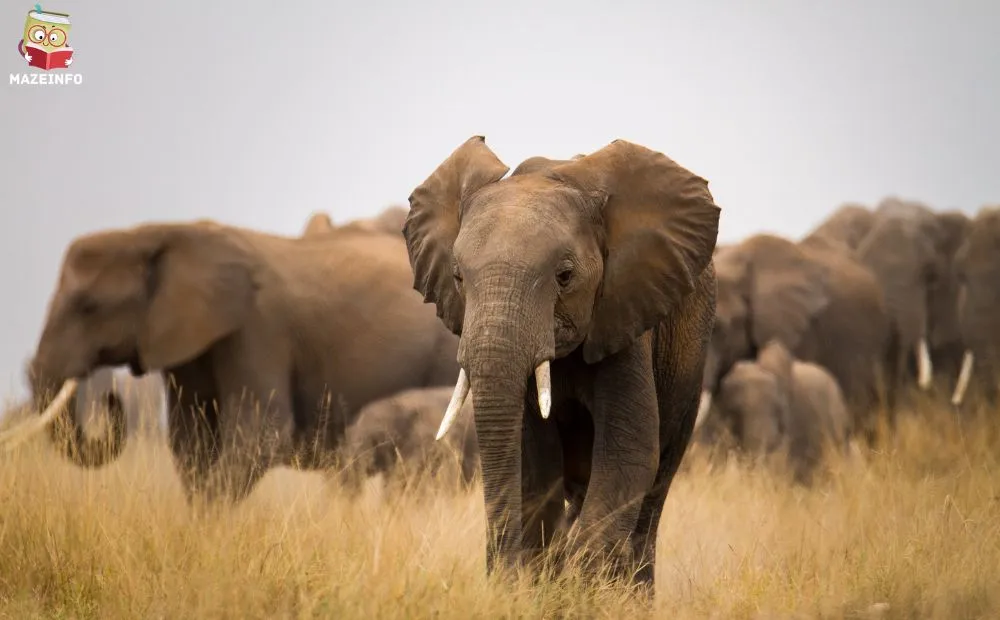 Elephants: Low-Frequency Sound Detectives