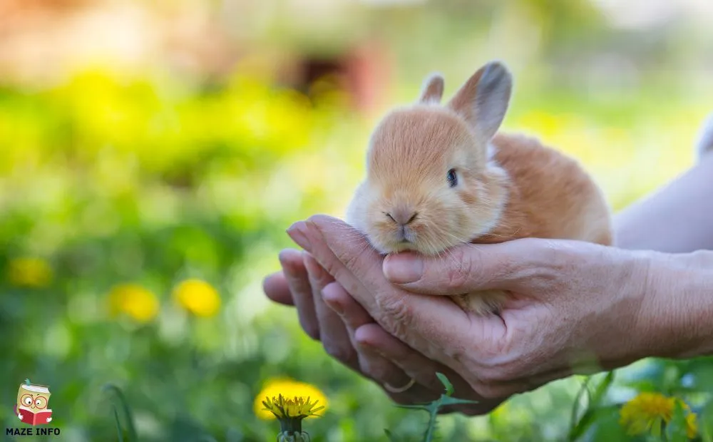 How to Safely Feed Celery to Your Rabbit