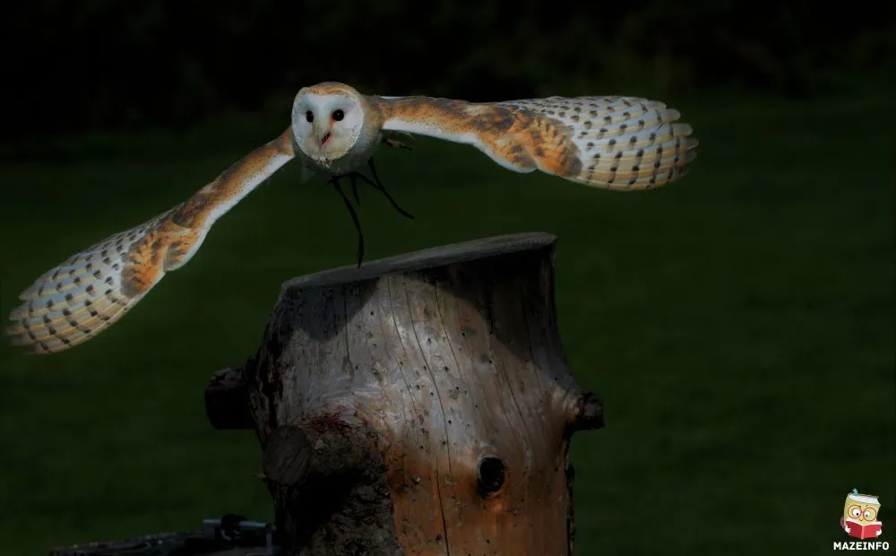 Owls: Silent Flight, Sharp Hearing