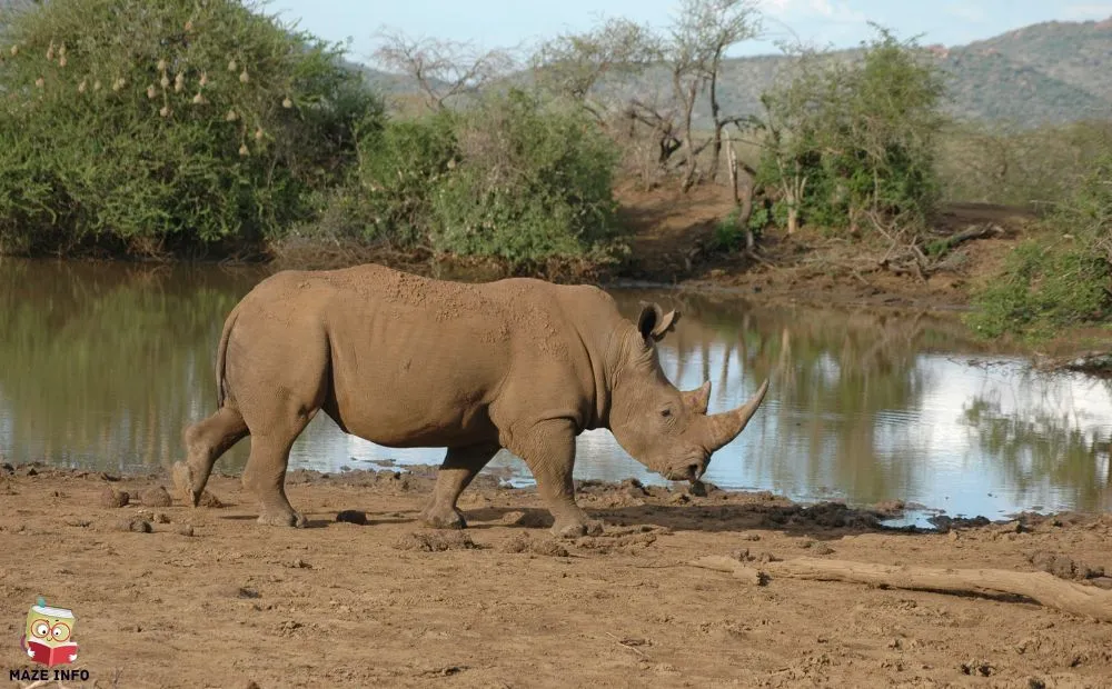 Threats to the Javan Rhino