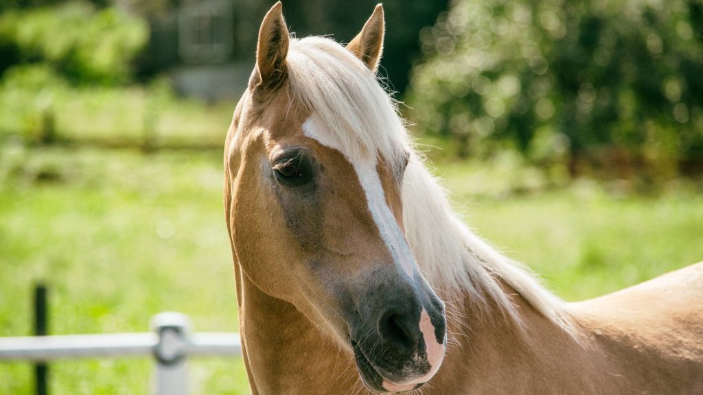 Enhancing Horse Longevity, How Long Do Horses Live