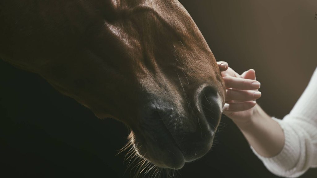 Factors Affecting Horse Lifespan, How Long Do Horses Live