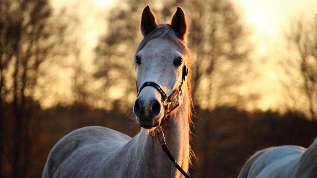 Lifespan by Horse Type, How Long Do Horses Live