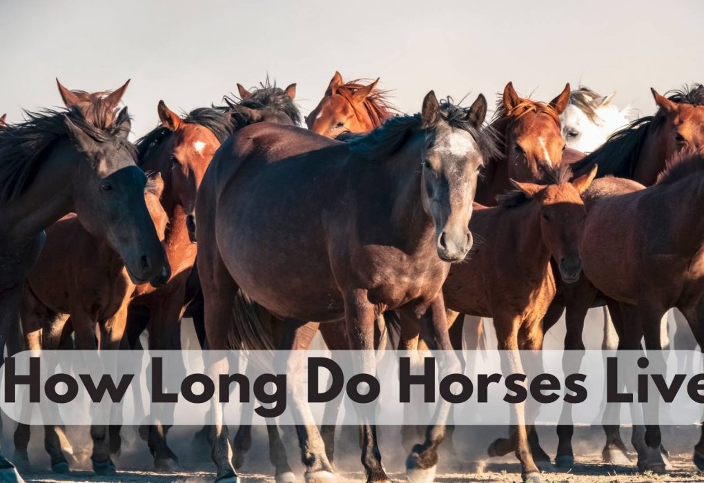 How Long Do Horses Live