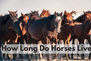 How Long Do Horses Live