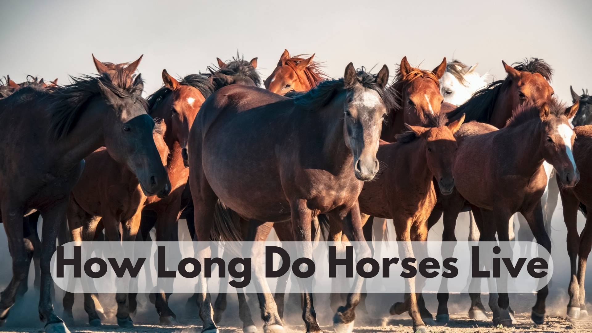 How Long Do Horses Live