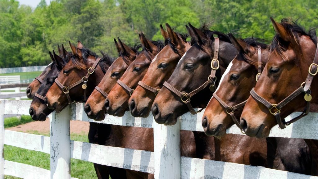 How Long Do Horses Live, Typical Lifespan of Horses